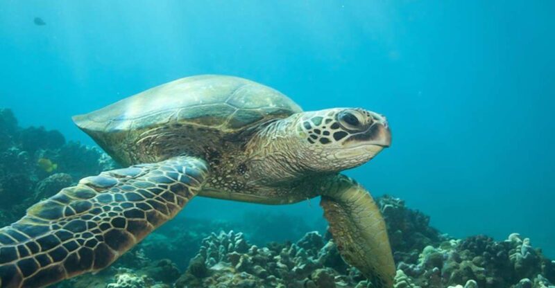 Hilo: Sea Turtle Lagoon and Black Sand Beach Snorkel - Key Points