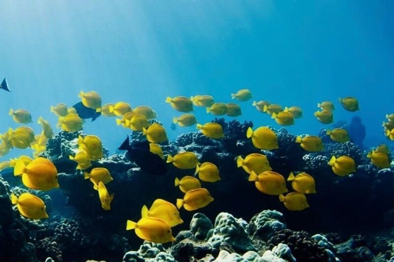 Hilo: Sea Turtle Lagoon and Black Sand Beach Snorkel - Experience Highlights