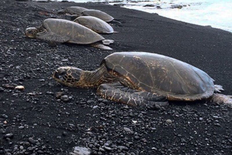 Hilo: Sea Turtle Lagoon and Black Sand Beach Snorkel - Inclusions