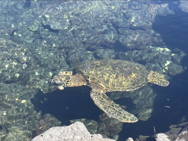 Hilo: Sea Turtle Lagoon and Black Sand Beach Snorkel - Frequently Asked Questions