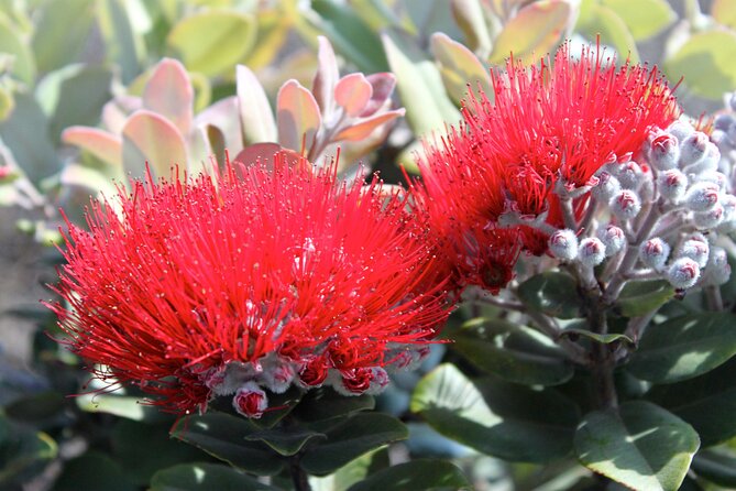 Hilo Shore Excursion: Active Volcano, Lava Tube, Waterfall and Gardens - Appreciate the Beauty of Native Orchids