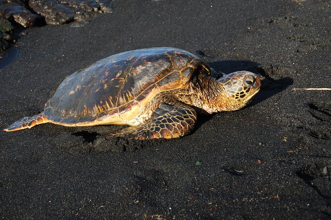Hilo Shore Excursion: Volcanoes National Park, Rainbow Falls - Customer Reviews