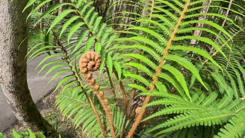 Hilo: Volcanoes National Park & Black Sand Beach - Final Thoughts