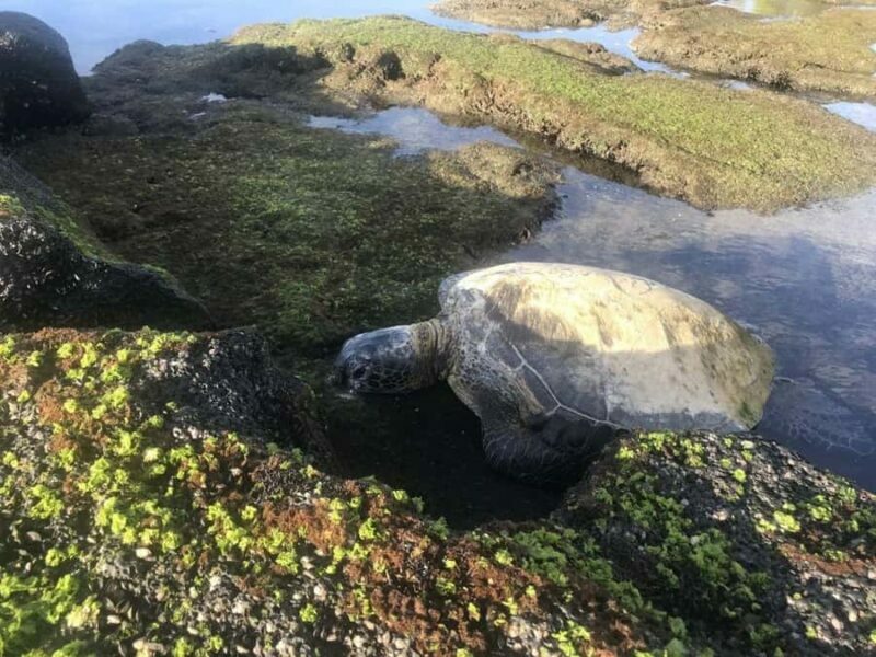 Hilo: Volcanoes National Park & Black Sand Beach - FAQs