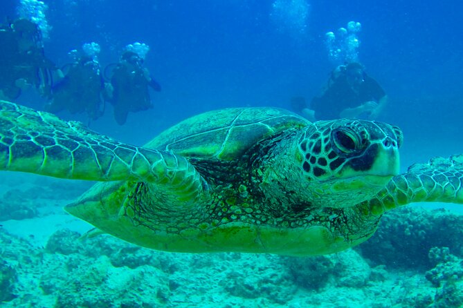 Hilos Remote Tropical Reef 2 Tank Boat Dive - Unique Marine Life Encounters