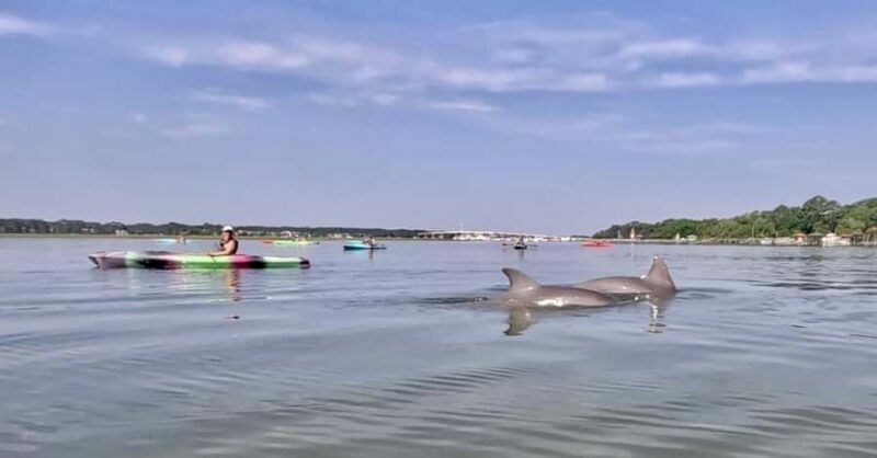 Hilton Head: 2-Hour Kayak Dolphin Nature Tour - The Paddling Itself: Comfort, Equipment, and Group Size