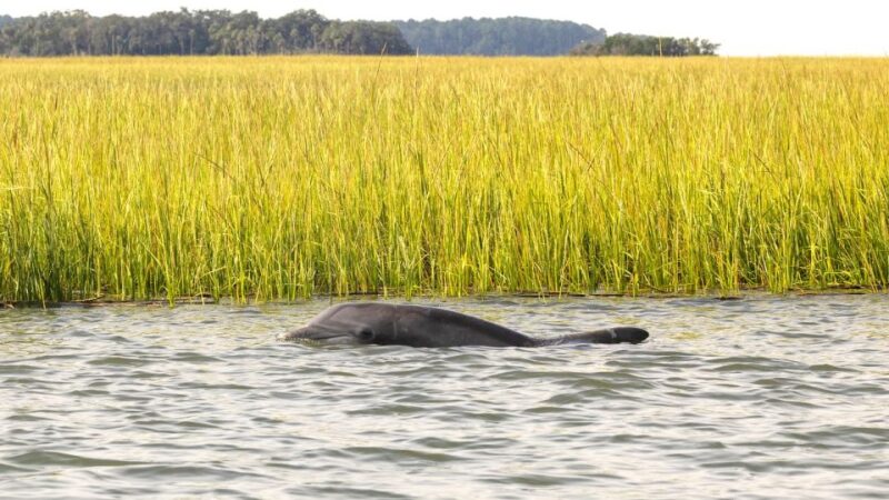 Hilton Head: 2 Hour Private Dolphin Tour - Experience Highlights