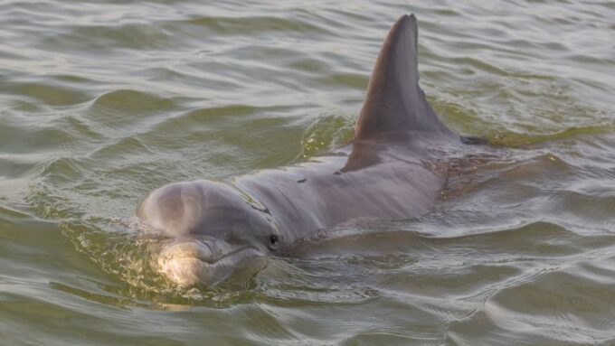 Hilton Head: 2 Hour Private Dolphin Tour - Booking and Availability