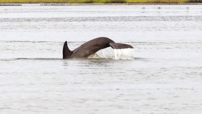 Hilton Head: 2 Hour Private Dolphin Tour - Frequently Asked Questions