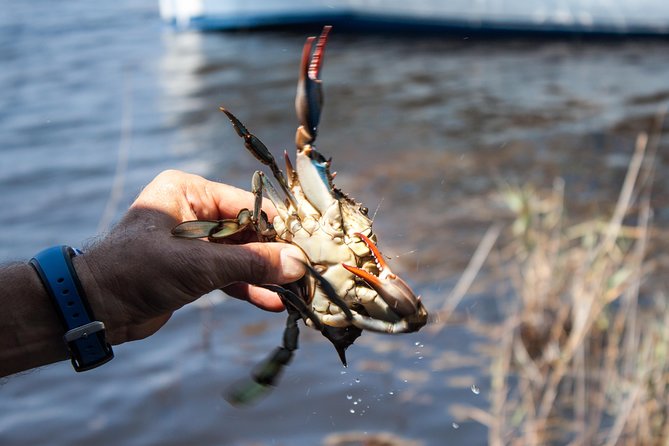 Hilton Head Crabbing Expedition Boat Cruise - Highlights of the Tour
