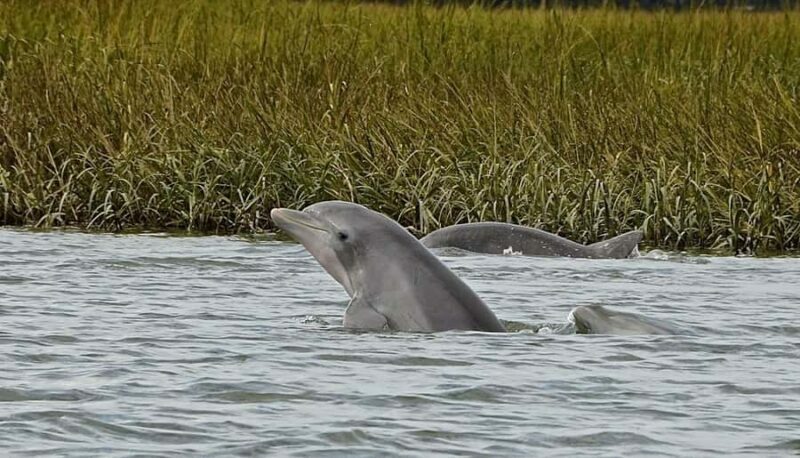 Hilton Head: Dolphin Eco Tour with Naturalist Guide - Key Points