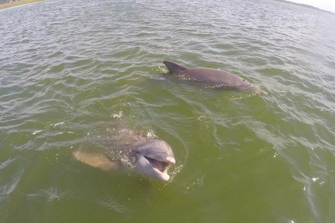 Hilton Head Dolphin Tour With Stop at Disappearing Island - Included Features