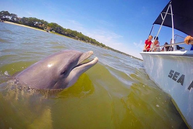 Hilton Head Dolphin Tour With Stop at Disappearing Island - What to Bring