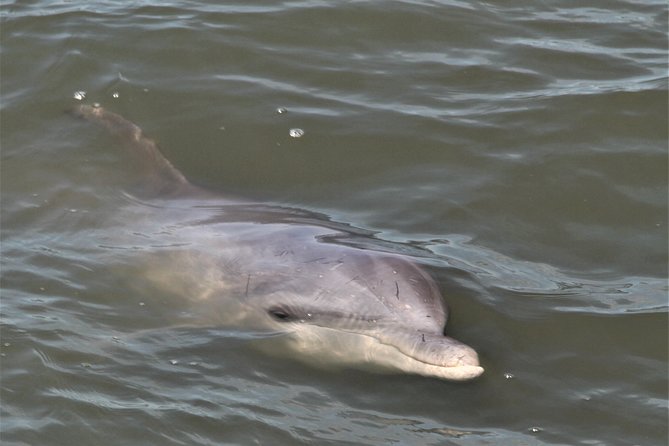 Hilton Head Guided Sunset Creek Cat Tour - Accessibility and Restrictions