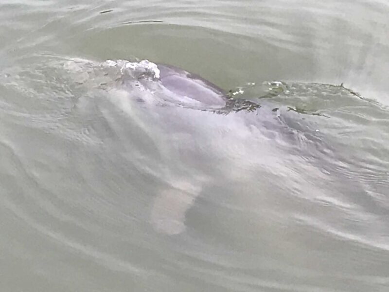 Hilton Head Island: 90-Minute Dolphin & Nature Tour - Wildlife and Highlights
