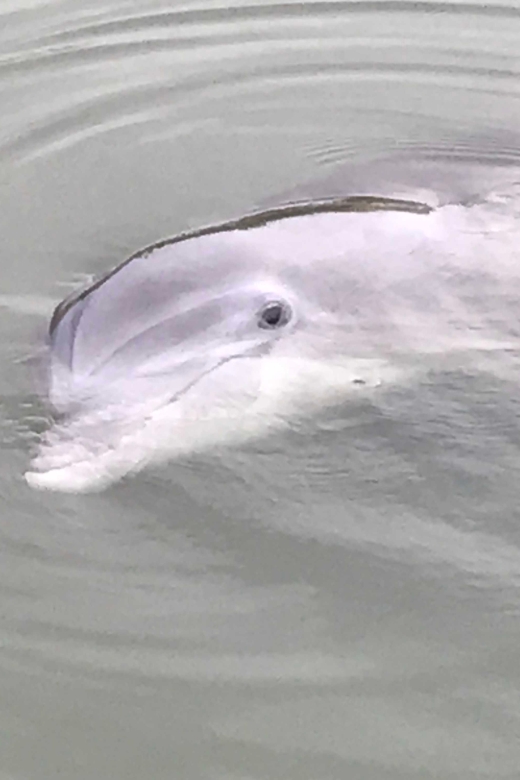 Hilton Head Island: 90-Minute Dolphin & Nature Tour - Participant Information