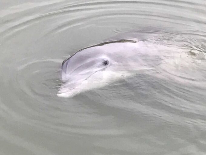 Hilton Head Island: 90-Minute Dolphin & Nature Tour - Additional Considerations