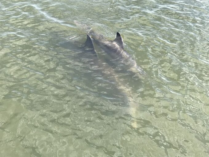 Hilton Head Island: 90-Minute Dolphin & Nature Tour - Frequently Asked Questions