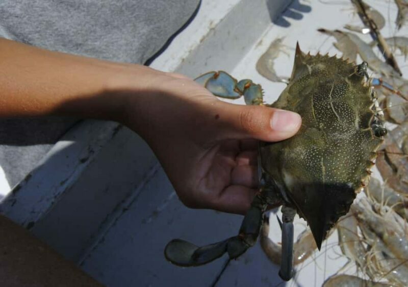 Hilton Head Island: Crabbing Expedition Boat Tour - Exploring Hilton Head’s Crabbing Legacy: A Review of the Crabbing Expedition Boat Tour
