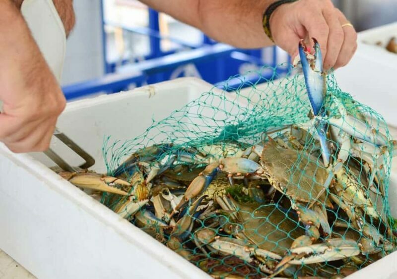Hilton Head Island: Crabbing Expedition Boat Tour - The Scenic and Educational Value