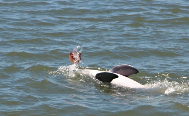 Hilton Head Island: Daytime Dolphin Watching Boat Tour - Hilton Head Island: Daytime Dolphin Watching Boat Tour