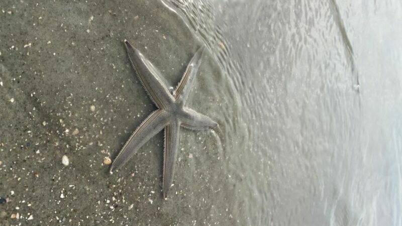 Hilton Head Island: Disappearing Island and Dolphin Tour - Key Points
