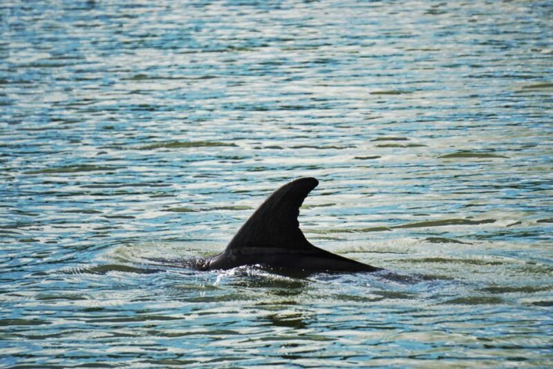 Hilton Head Island: Disappearing Island and Dolphin Tour - Authentic Traveler Perspectives