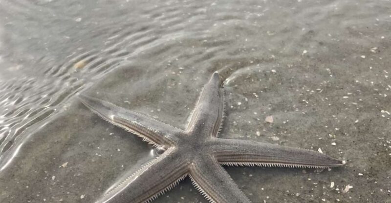 Hilton Head Island: Disappearing Island Dolphin Tour - Key Points