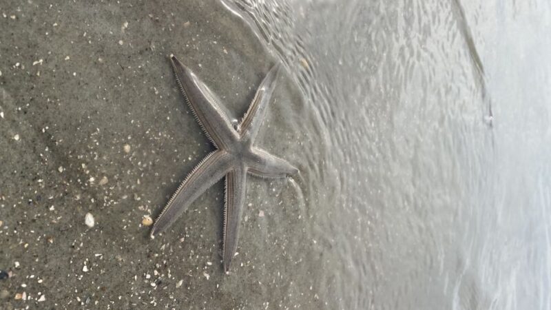 Hilton Head Island: Disappearing Island Dolphin Tour - Itinerary and Highlights