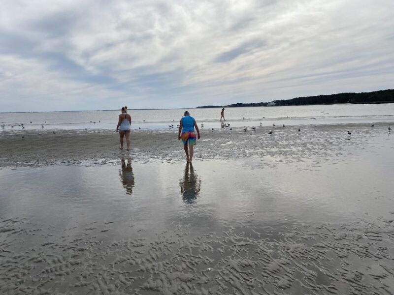 Hilton Head Island: Disappearing Island Dolphin Tour - Unique Marine Life and Habitats