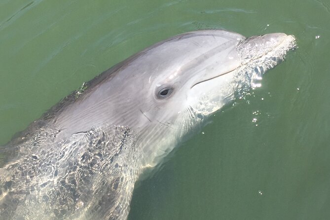 Hilton Head Island Dolphin Boat Cruise - Confirmation and Accessibility