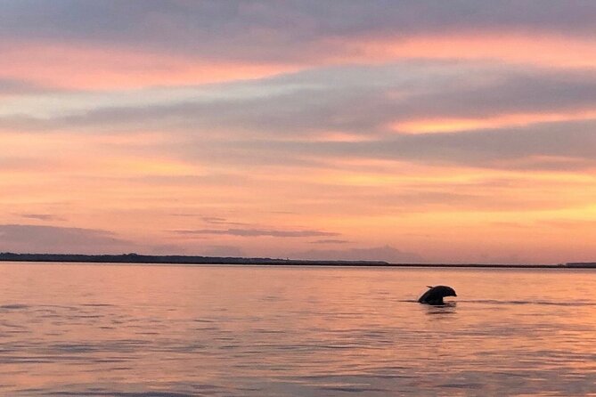 Hilton Head Island Dolphin Boat Cruise - Pricing and Availability
