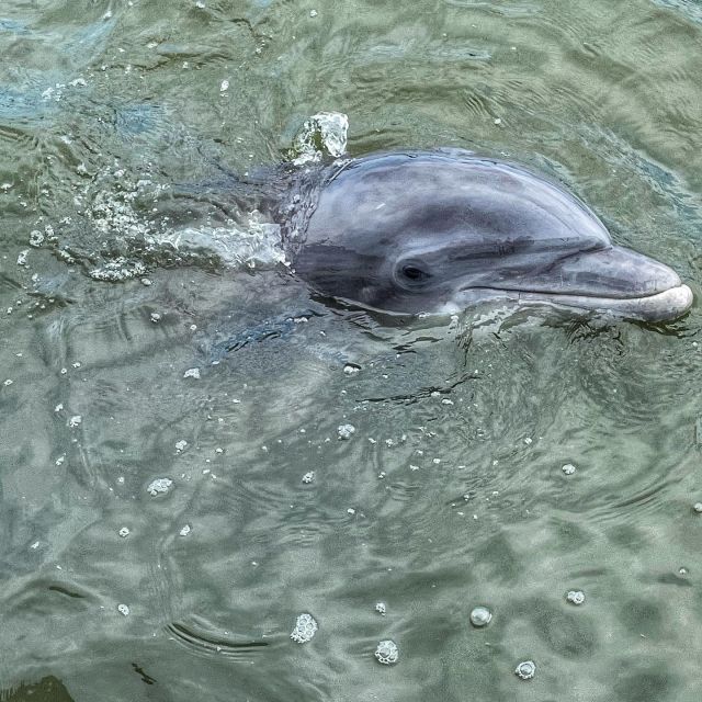 Hilton Head Island: Dolphin Cruise & Nature Tour - Meeting Instructions