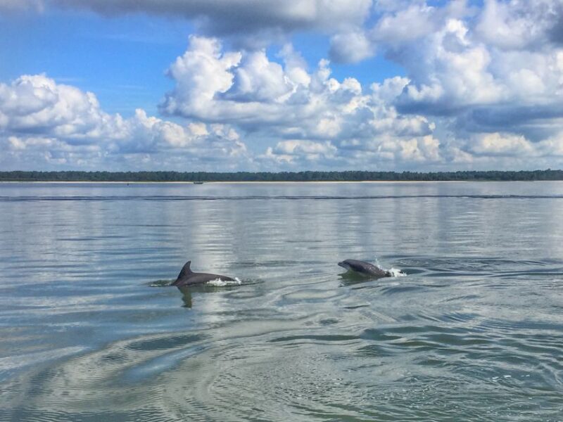 Hilton Head Island: Dolphin Watching Cruise With Donuts - Experience Highlights
