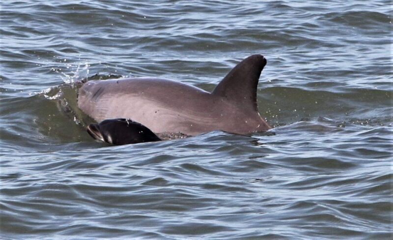 Hilton Head Island: Dolphin Watching Cruise With Donuts - Itinerary Details