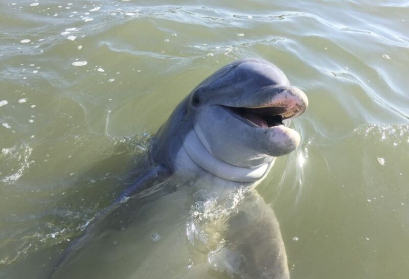 Hilton Head Island: Dolphin Watching Guided Tour by Boat - Key Points