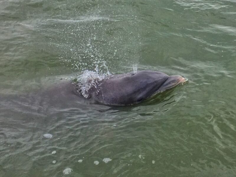 Hilton Head Island: Dolphin Watching Guided Tour by Boat - Weather and Safety Information
