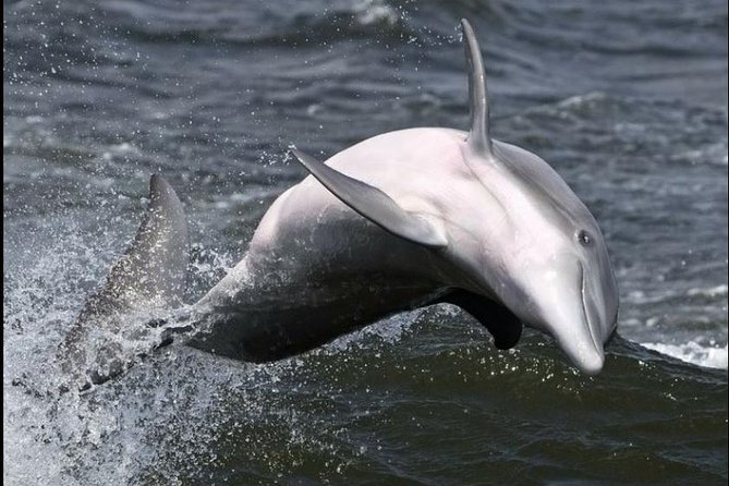 Hilton Head Island Dolphin Watching Nature Cruise - Additional Accessibility Information