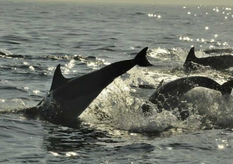 Hilton Head Island: Ocean Dolphin Cruise - The Itinerary: What to Expect on the Water