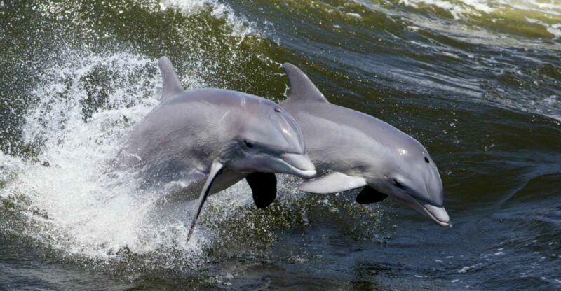 Hilton Head Island: Ocean Dolphin Cruise - Practical Details: Pricing, Comfort, and Extras