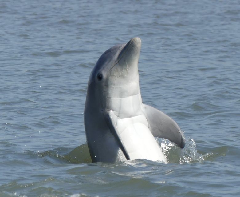 Hilton Head Island: Private Dolphin and Nature Tour - Key Points