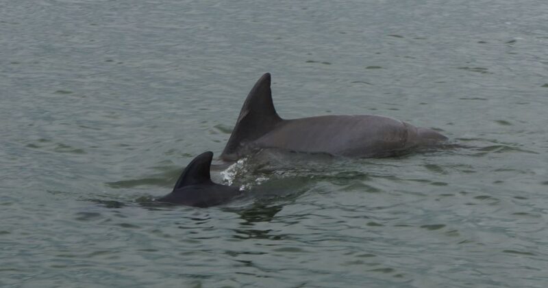 Hilton Head Island: Private Dolphin and Nature Tour - Inclusions and Restrictions