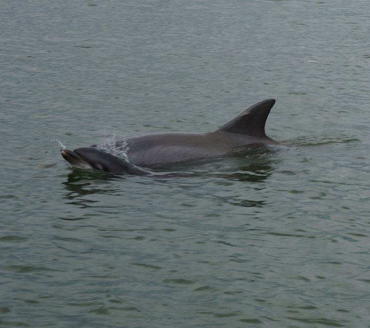 Hilton Head Island: Private Dolphin and Nature Tour - Customer Reviews and Ratings