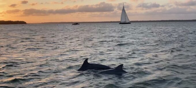 Hilton Head Island: Private Dolphin and Nature Tour - Exploring the Salt Marsh