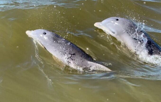 Hilton Head Island: Private Dolphin and Nature Tour - Dolphin Sightings and Wildlife