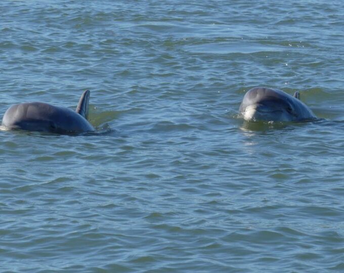 Hilton Head Island: Private Dolphin and Nature Tour - Frequently Asked Questions