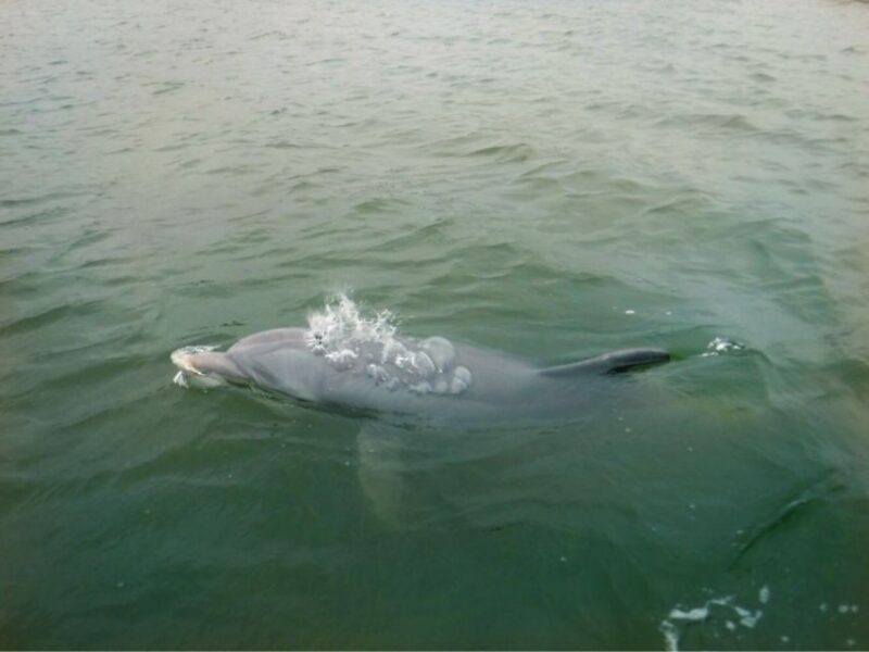 Hilton Head Island: Private Dolphin Watching Boat Tour - Live Tour Guide