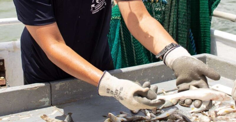 Hilton Head Island: Shrimp Trawling Boat Tour - Meeting and Check-in Information