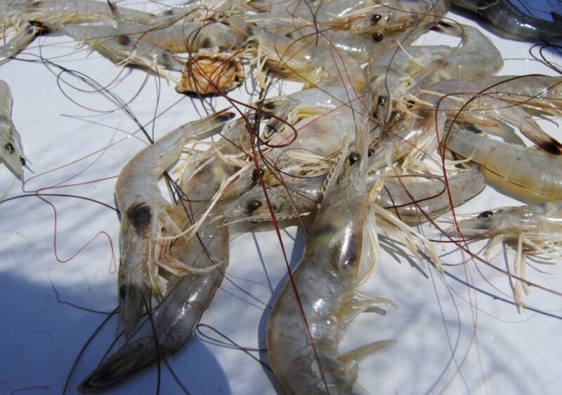 Hilton Head Island: Shrimp Trawling Boat Tour - Important Information