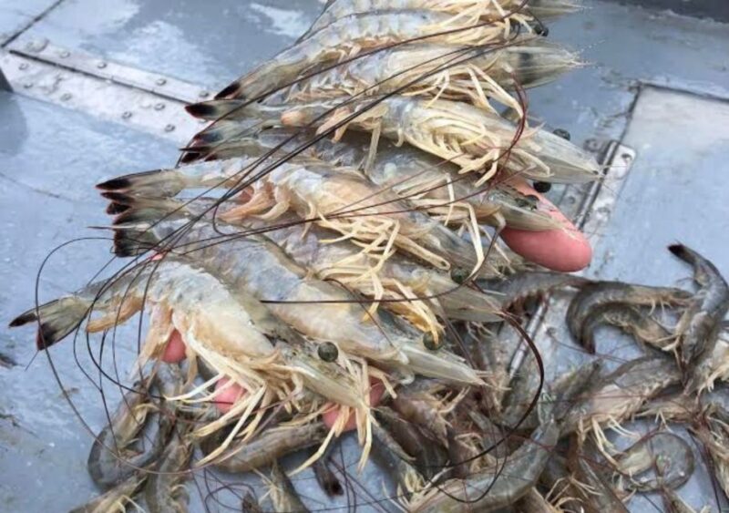 Hilton Head Island: Shrimp Trawling Boat Tour - Preparing for the Adventure